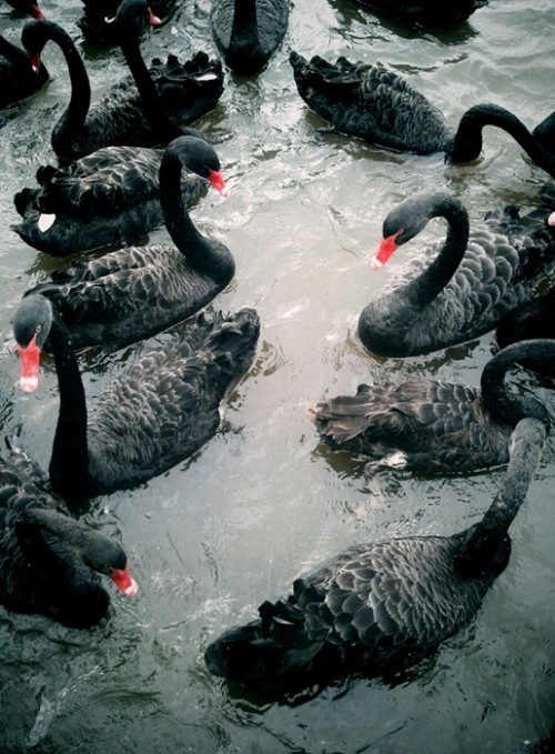 Photo:  Black Swans